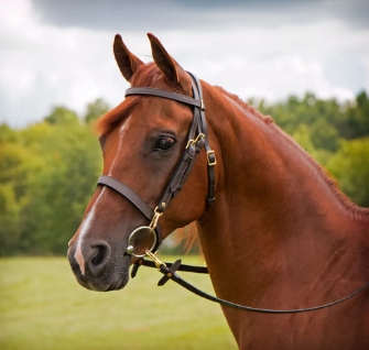 arabian bridle