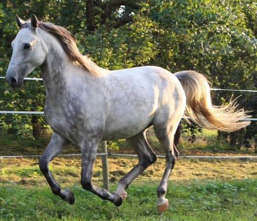 arabian dapple grey