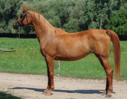 arabian chestnut