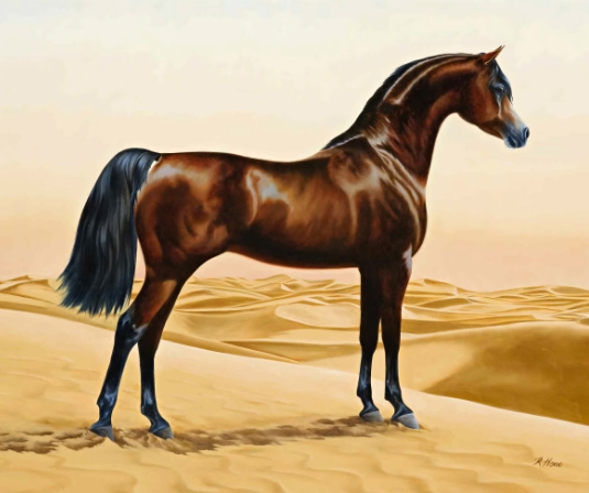 arabian broodmare