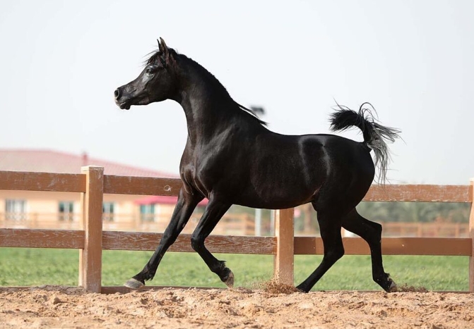 arabian black horse