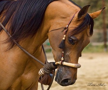 arabian hackamore