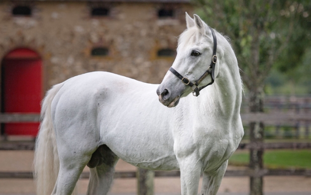 amer arabian stallion