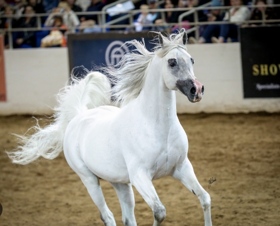 all arabian horse show