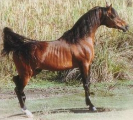 ali jamaal arabian stallion