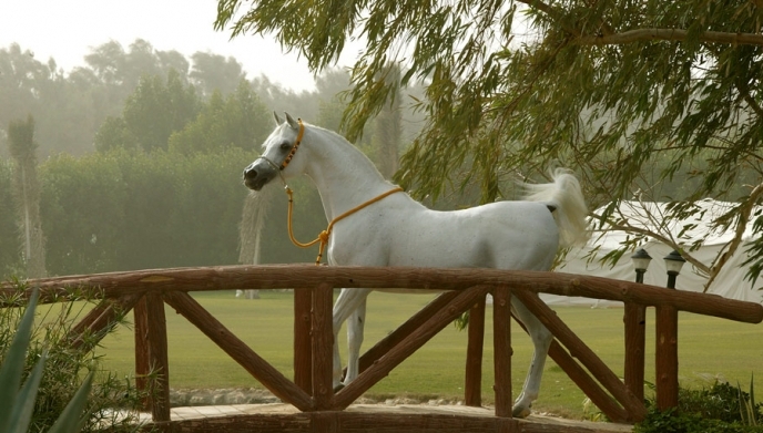 ajmal arabian stud