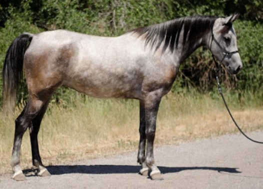 arabian endurance horse