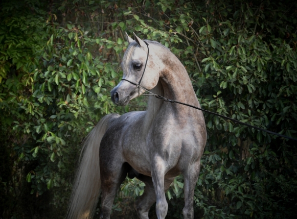 aj nawash arabian stallion