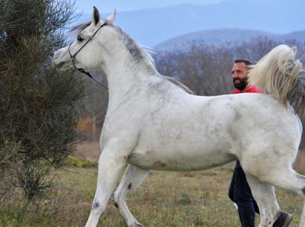 absolute arabians