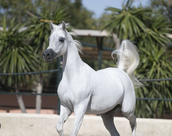 aa arabians