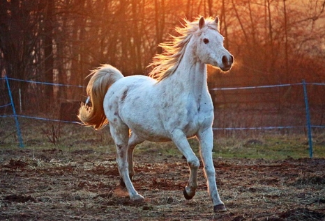 free arabian horses