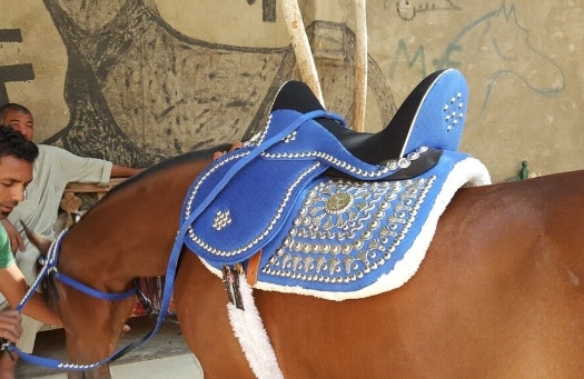 arabian dressage saddle