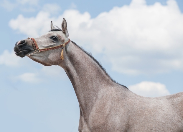 scottsdale arabian horse show 2023