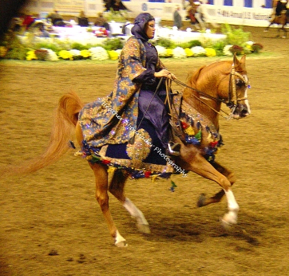 arabian costume horse