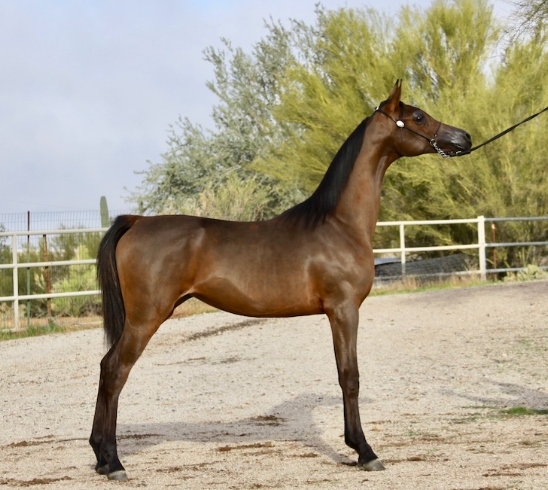 arabian broodmare for sale