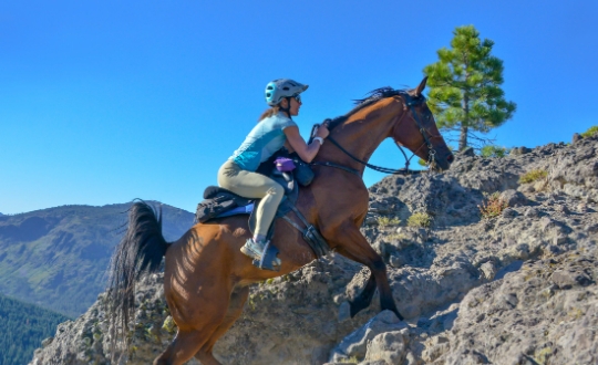 arab riding horse