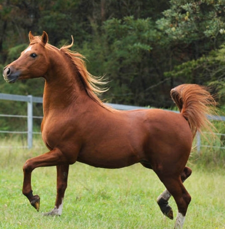 appaloosa arabian