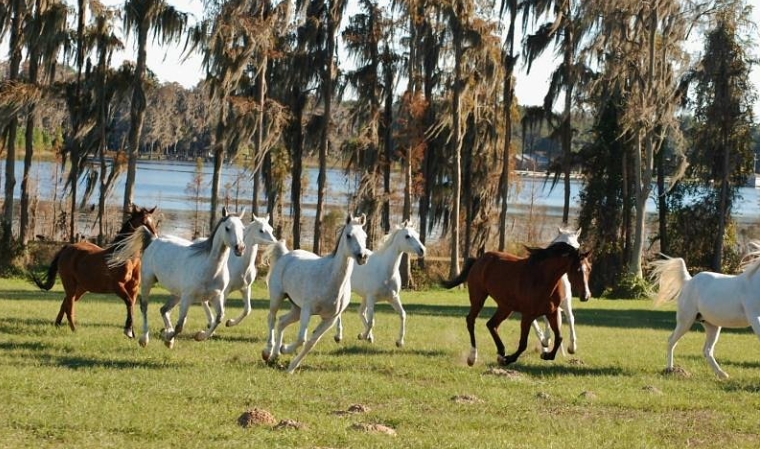 almarah arabians