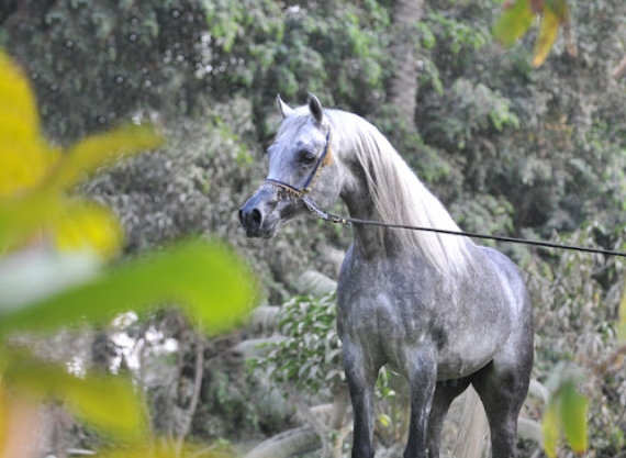 all pedigree arabian horse