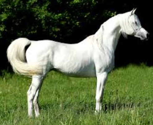 al khamsa arabian horses for sale