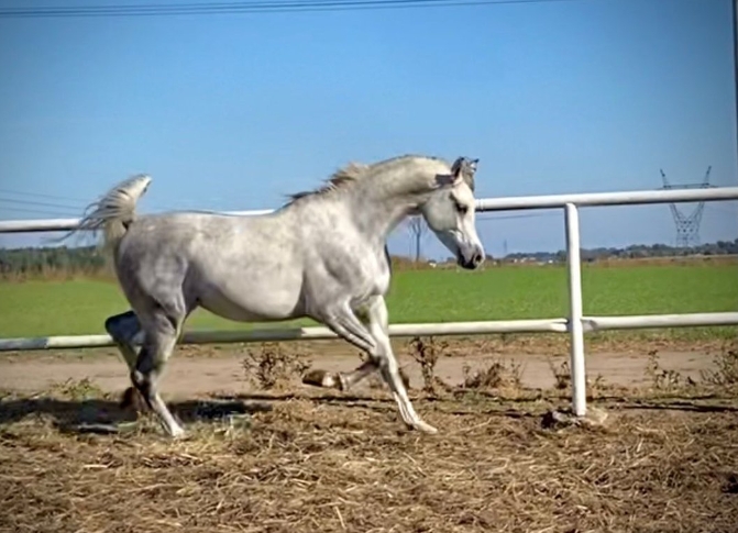 aj dinar arabian stallion