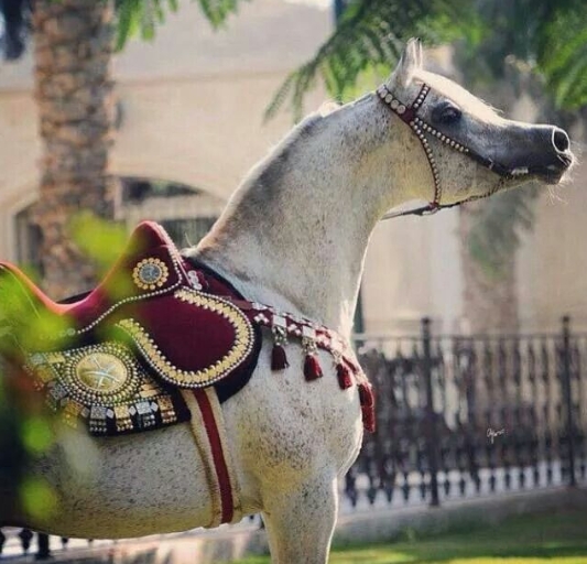 arabian horse saddle