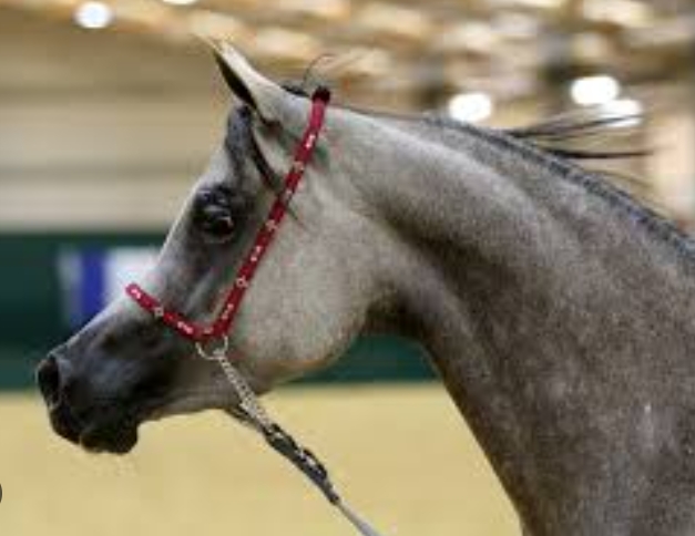 arabian show halters for sale