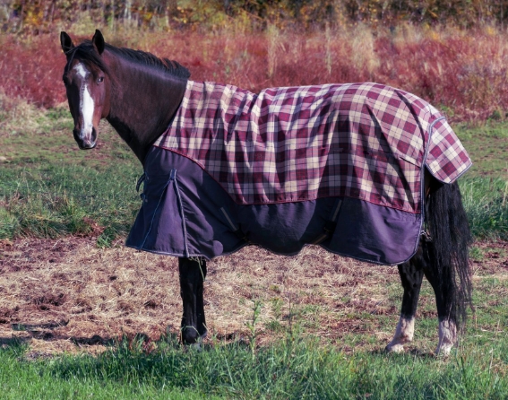 arabian horse blanket