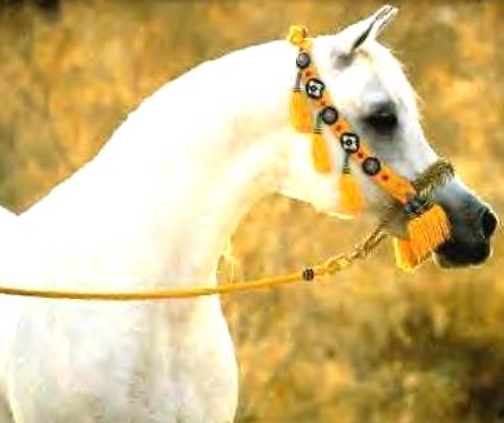 arabian dressage bridle