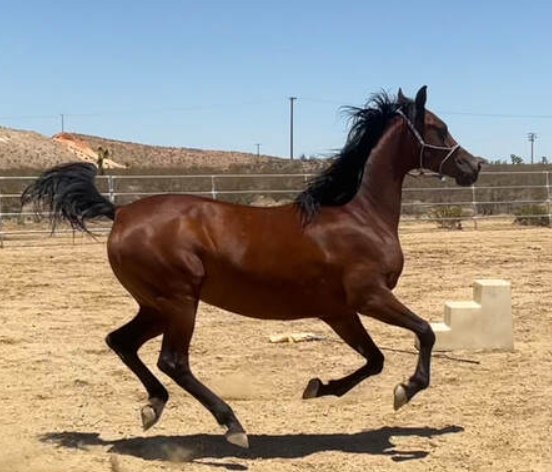 arabian horses for adoption