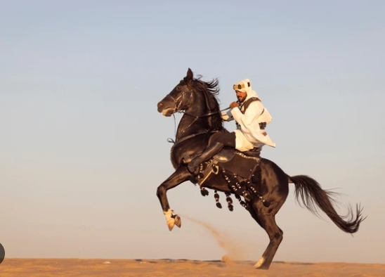 arabian desert horse