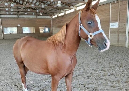 arabian horse rescue near me