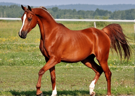 arabian brown horse