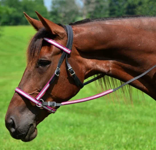 arabian bitless bridle