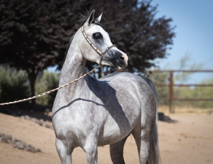 arabians for sale near me