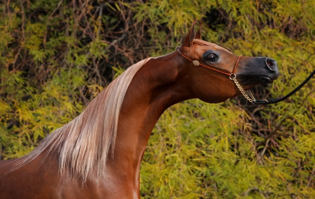 horse blankets for arabians