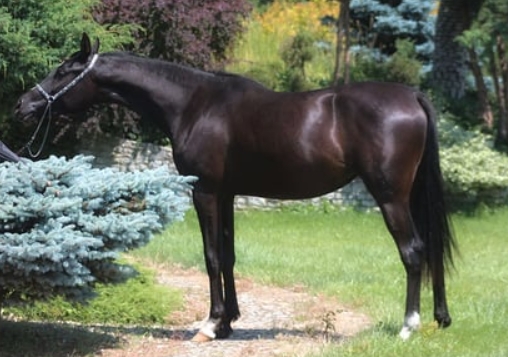 black arabian horse for sale