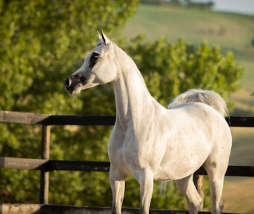 arabian horse classifieds