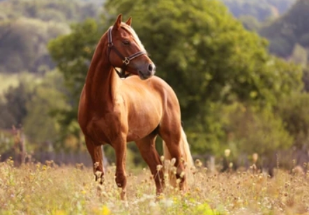 shutterstock horse images