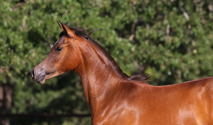 arab stallion for sale