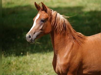 arabian horse chestnut