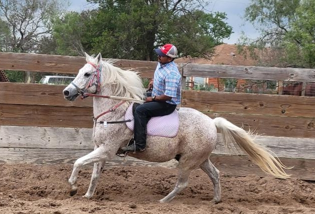 arabian english pleasure horse for sale