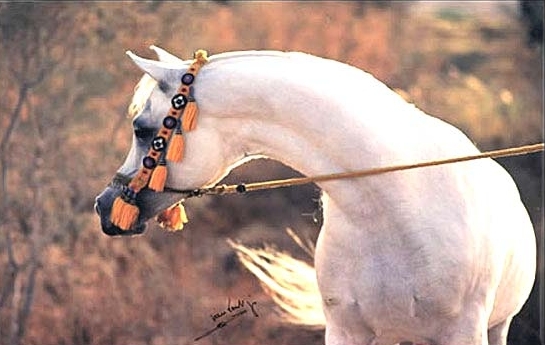 arabian foal halter