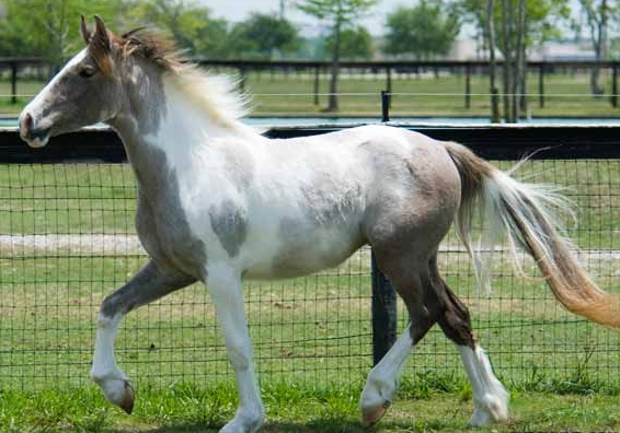 arabian gypsy vanner cross