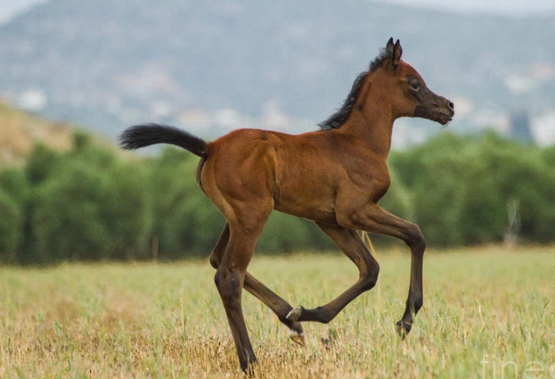 arabian filly