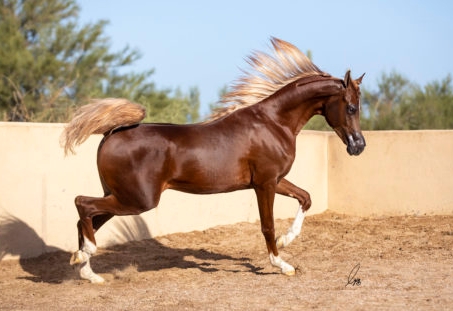 arabian gold horse