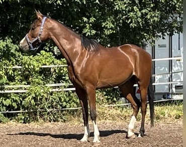 arabian english horses for sale