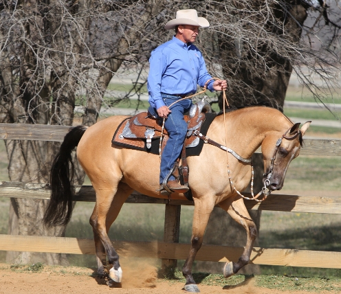 arabian horse western riding