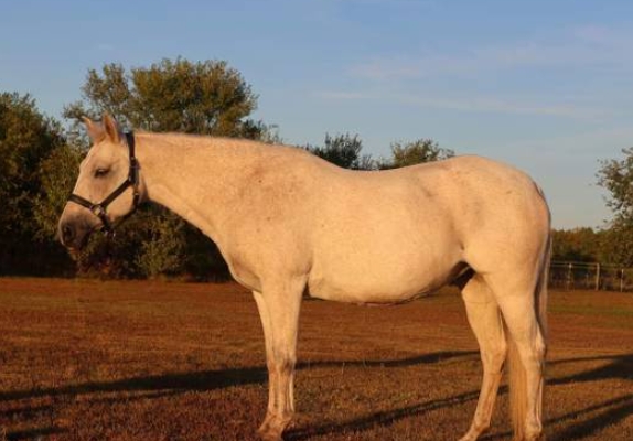 arabian horse for sale craigslist