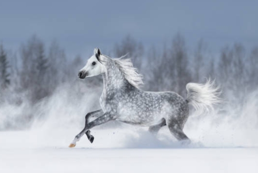 arabian horse grey